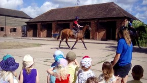 Farm walk horses